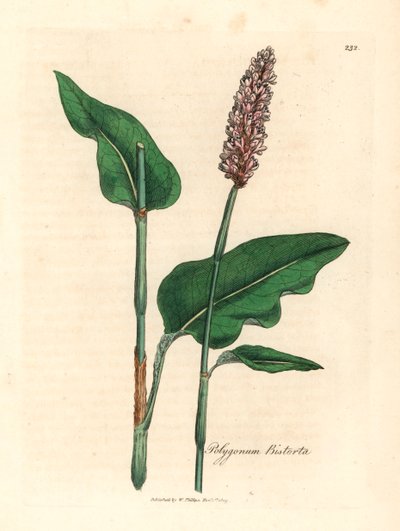 Suurempi bistorta, Polygonum bistorta, James Sowerbyn kasvitieteellisestä kuvituksesta William Woodvillestä ja Sir William Jackson Hookerin teoksesta "Medical Botany" 1832 (käsinvärinen kuparilevykaiverrus) tekijältä James (after) Sowerby