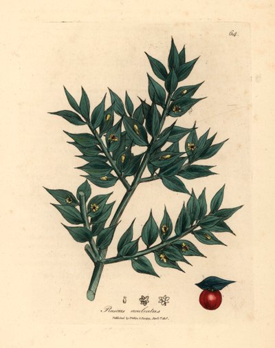 Vihreä kukkainen teurastamon luuta, Ruscus aculeatus, James Sowerbyn kasvitieteellisestä kuvituksesta William Woodvillestä ja Sir William Jackson Hookerin "Medical Botany" 1832 (käsinvärinen kuparikaiverrus) tekijältä James (after) Sowerby