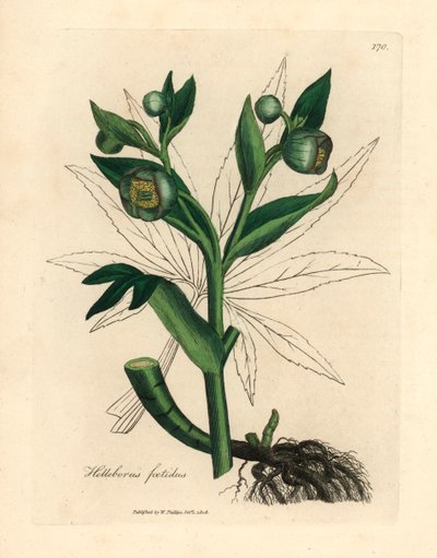 Vihreäkukkainen haiseva hellebore tai karhun jalka, Helleborus foetidus, James Sowerbyn kasvitieteellisestä kuvituksesta William Woodvillestä ja Sir William Jackson Hookerin "Medical Botany" 1832 (käsinvärinen kuparikaiverrus) tekijältä James (after) Sowerby