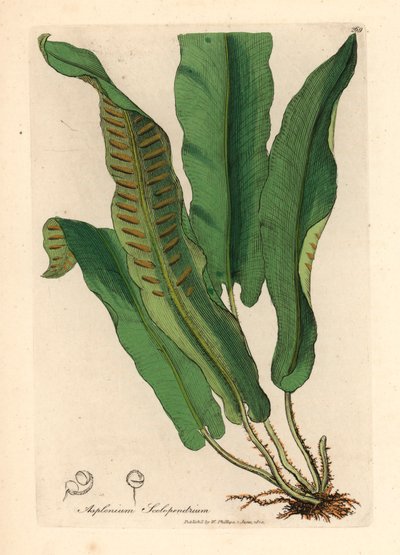Harts-tongue saniainen, Asplenium scolopendrium, James Sowerbyn kasvitieteellisestä kuvituksesta William Woodvillestä ja Sir William Jackson Hookerin "Medical Botany" 1832 (käsinvärinen kuparikaiverrus) tekijältä James (after) Sowerby