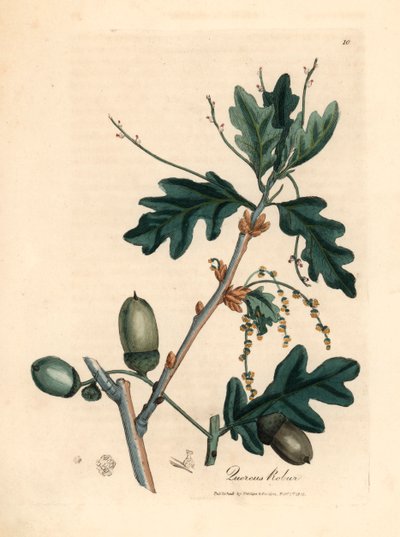 Tammen, Quercus robur, lehdet ja tammenterhot James Sowerbyn kasvitieteellisestä kuvituksesta William Woodvillesta ja Sir William Jackson Hookerin teoksesta "Medical Botany" 1832 (käsinvärinen kuparikaiverrus) tekijältä James (after) Sowerby