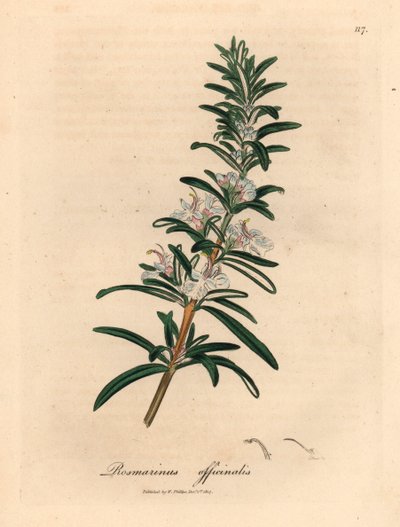 Vaaleansinikukkainen rosmariini, Rosmarinus officinalis, William Woodvillen James Sowerbyn kasvitieteellisestä kuvituksesta ja Sir William Jackson Hookerin "Medical Botany" 1832 (käsinvärinen kuparikaiverrus) tekijältä James (after) Sowerby