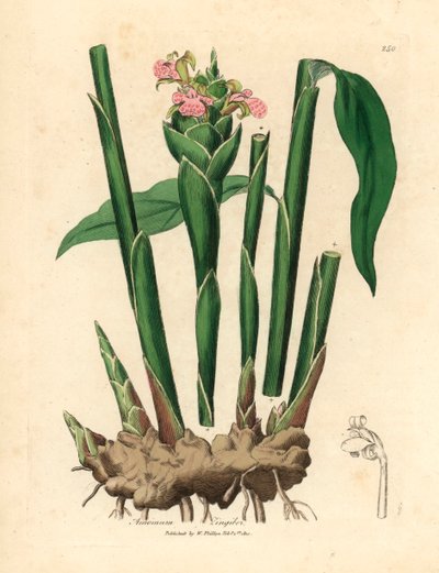Kapealehtinen inkivääri, Zingiber officinale, James Sowerbyn kasvitieteellisestä kuvituksesta William Woodvillesta ja Sir William Jackson Hookerin "Medical Botany" 1832 (käsinvärinen kuparikaiverrus) tekijältä James (after) Sowerby