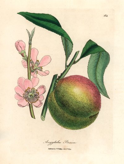 Préssec amb fruites madures i flor rosa, Amygdalus persica, a partir d