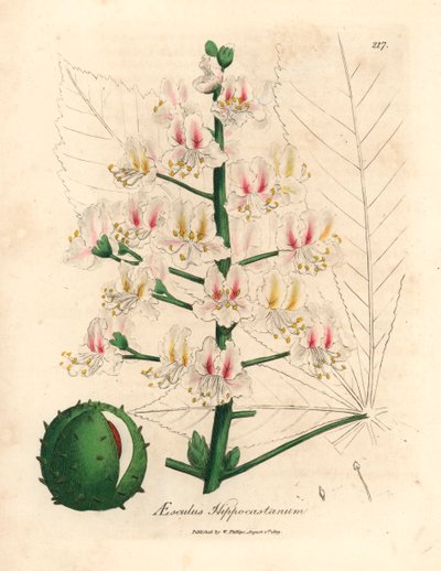 Hevoskastanjapuun, Aesculus hippocastanumin, vaaleanpunainen kukka ja hedelmä, James Sowerbyn kasvitieteellisestä kuvituksesta William Woodvillestä ja Sir William Jackson Hookerin "Medical Botany" 1832 (käsinvärinen kuparikaiverrus) tekijältä James (after) Sowerby