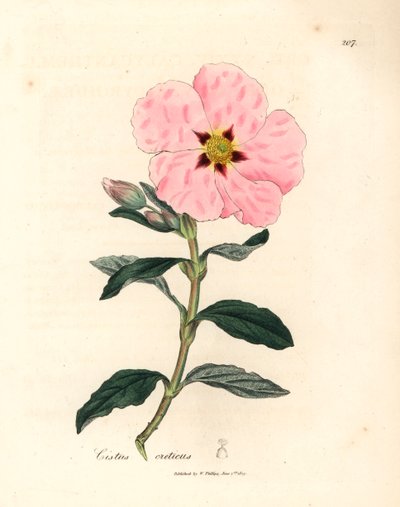 Vaaleanpunainen kukkainen kreetalainen cistus, Cistus creticus, James Sowerbyn kasvitieteellisestä kuvituksesta William Woodvillestä ja Sir William Jackson Hookerin "Medical Botany" 1832 (käsinvärinen kuparikaiverrus) tekijältä James (after) Sowerby