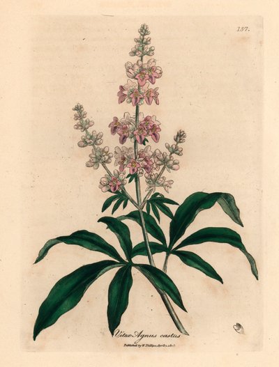 Vaaleanpunainen kukkainen puhdas puu, Vitex agnus castus, James Sowerbyn kasvitieteellisestä kuvituksesta William Woodvillestä ja Sir William Jackson Hookerin "Medical Botany" 1832 (käsinvärinen kuparikaiverrus) tekijältä James (after) Sowerby