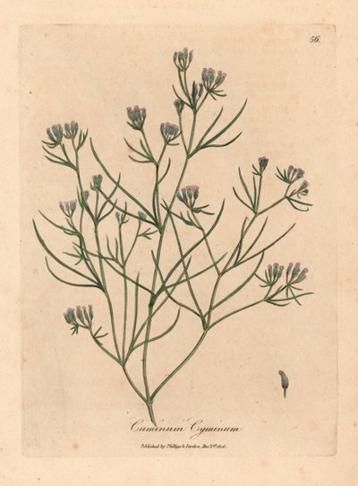 Vaaleanpunainen kukka kumina, Cuminum cyminum, William Woodvillen James Sowerbyn kasvitieteellisestä kuvituksesta ja Sir William Jackson Hookerin "Medical Botany" 1832 (käsinvärinen kuparikaiverrus) tekijältä James (after) Sowerby