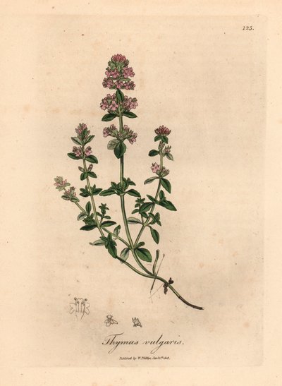 Vaaleanpunainen kukkainen puutarhatimjami, Thymus vulgaris, William Woodvillen James Sowerbyn kasvitieteellisestä kuvituksesta ja Sir William Jackson Hookerin "Medical Botany" 1832 (käsinvärinen kuparikaiverrus) tekijältä James (after) Sowerby