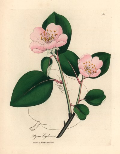 Vaaleanpunainen kukkainen kvittenipuu, Pyrus cydonia, James Sowerbyn kasvitieteellisestä kuvituksesta William Woodvillestä ja Sir William Jackson Hookerin teoksesta "Medical Botany" 1832 (käsinvärinen kuparikaiverrus) tekijältä James (after) Sowerby