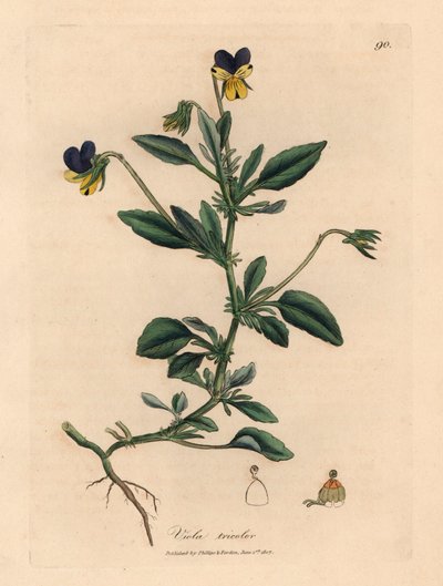 Purppura ja keltainen orvokki, Viola tricolor, William Woodvillen James Sowerbyn kasvitieteellisestä kuvituksesta ja Sir William Jackson Hookerin "Medical Botany" 1832 (käsinvärinen kuparikaiverrus) tekijältä James (after) Sowerby