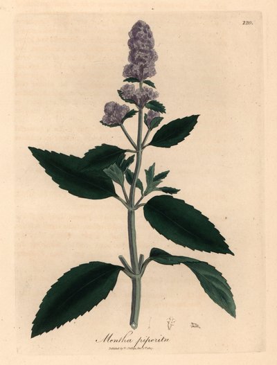 Purppurakukkainen piparminttu, Mentha piperita, James Sowerbyn kasvitieteellisestä kuvituksesta William Woodvillestä ja Sir William Jackson Hookerin "Medical Botany" 1832 (käsinvärinen kuparikaiverrus) tekijältä James (after) Sowerby