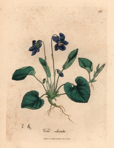 Purppurakukkainen makea orvokki, Viola odorata, James Sowerbyn kasvitieteellisestä kuvituksesta William Woodvillestä ja Sir William Jackson Hookerin "Medical Botany" 1832 (käsinvärinen kuparikaiverrus) tekijältä James (after) Sowerby