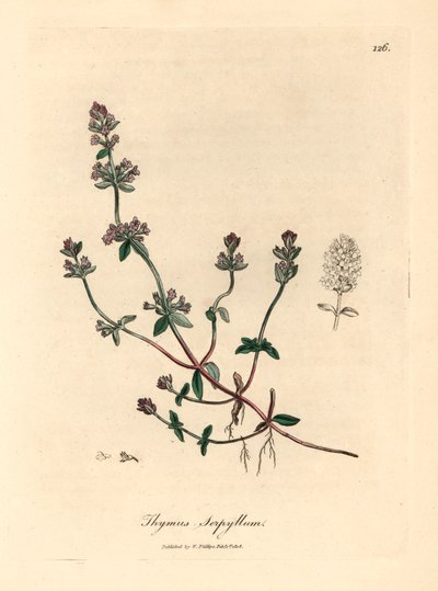Violetti kukkainen villitimjami, Thymus serpyllum, William Woodvillen James Sowerbyn kasvitieteellisestä kuvituksesta ja Sir William Jackson Hookerin "Medical Botany" 1832 (käsinvärinen kuparikaiverrus) tekijältä James (after) Sowerby