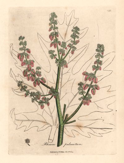 Rubarberin kukkia ja varsi, lehtien ääriviivat, Rheum palmatum, James Sowerbyn kasvitieteellisestä kuvituksesta William Woodvillesta ja Sir William Jackson Hookerin "Medical Botany" 1832 (käsinvärinen kuparikaiverrus) tekijältä James (after) Sowerby