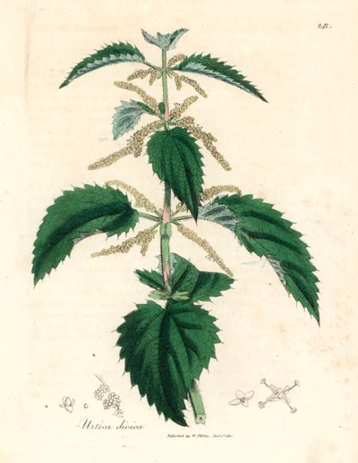 Nokkonen, Urtica dioica, James Sowerbyn kasvitieteellisestä kuvituksesta William Woodvillesta ja Sir William Jackson Hookerin teoksesta "Medical Botany" 1832 (käsinvärinen kuparilevykaiverrus) tekijältä James (after) Sowerby