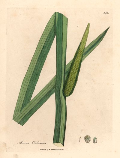 Makea lippu, Acorus calamus, James Sowerbyn kasvitieteellisestä kuvituksesta William Woodvillesta ja Sir William Jackson Hookerin "Medical Botany" 1832 (käsinvärinen kuparikaiverrus) tekijältä James (after) Sowerby