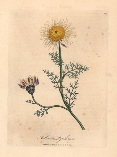 Valkoinen ja keltainen espanjalainen kamomilla, Anthemis pyrethrum, William Woodvillen James Sowerbyn kasvitieteellisestä kuvituksesta ja Sir William Jackson Hookerin "Medical Botany" 1832 (käsinvärinen kuparikaiverrus) tekijältä James (after) Sowerby