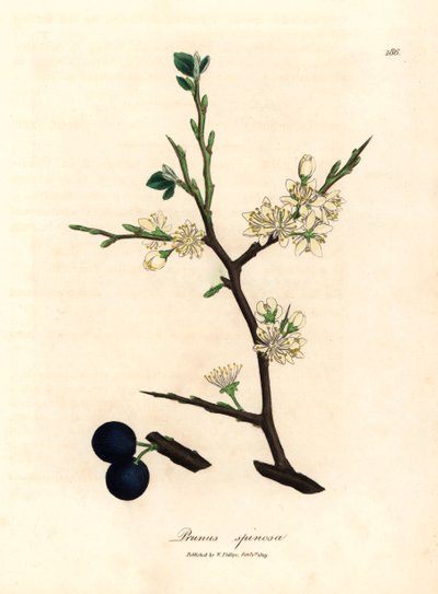 Valkoinen kukka ja sinisiä marjoja slankipuusta, Prunus spinosasta, James Sowerbyn kasvitieteellisestä kuvituksesta William Woodvillesta ja Sir William Jackson Hookerin "Medical Botany" 1832 (käsinvärinen kuparikaiverrus) tekijältä James (after) Sowerby
