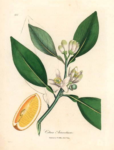 Appelsiinipuun, Citrus aurantiumin, valkoinen kukka ja kypsä hedelmäsegmentti James Sowerbyn kasvitieteellisestä kuvituksesta William Woodvillesta ja Sir William Jackson Hookerin teoksesta "Medical Botany" 1832 (käsinvärinen kuparikaiverrus) tekijältä James (after) Sowerby