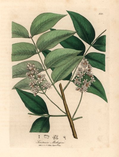Valkoinen kukkiva mahonkipuu, Swietenia mahogani, James Sowerbyn kasvitieteellisestä kuvituksesta William Woodvillestä ja Sir William Jackson Hookerin "Medical Botany" 1832 (käsinvärinen kuparikaiverrus) tekijältä James (after) Sowerby