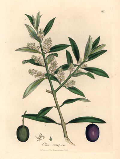 Valkoinen kukkainen eurooppalainen oliivipuu hedelmillä, Olea europaea, James Sowerbyn kasvitieteellisestä kuvituksesta William Woodvillestä ja Sir William Jackson Hookerin "Medical Botany" 1832 (käsinvärinen kuparikaiverrus) tekijältä James (after) Sowerby