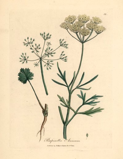 Valkokukkainen anis, Pimpinella anisum, James Sowerbyn kasvitieteellisestä kuvituksesta William Woodvillesta ja Sir William Jackson Hookerin "Medical Botany" 1832 (käsinvärinen kuparikaiverrus) tekijältä James (after) Sowerby