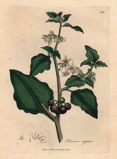 Valkoinen kukkainen, musta marja, puutarhan yöviiri, Solanum nigrum, William Woodvillen James Sowerbyn kasvitieteellisestä kuvituksesta ja Sir William Jackson Hookerin "Medical Botany" 1832 (käsinvärinen kuparikaiverrus) tekijältä James (after) Sowerby