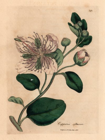 Valkokukkainen kaprispensas, Capparis spinosa, William Woodvillen James Sowerbyn kasvitieteellisestä kuvituksesta ja Sir William Jackson Hookerin "Medical Botany" 1832 (käsinvärinen kuparikaiverrus) tekijältä James (after) Sowerby