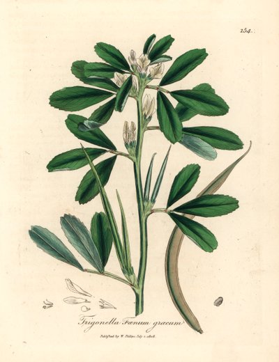 Valkokukkainen sarviapila ja siemenpalko, Trigonella foenum graecum, James Sowerbyn kasvitieteellisestä kuvituksesta William Woodvillesta ja Sir William Jackson Hookerin "Medical Botany" 1832 (käsinvärinen kuparilevykaiverrus) tekijältä James (after) Sowerby