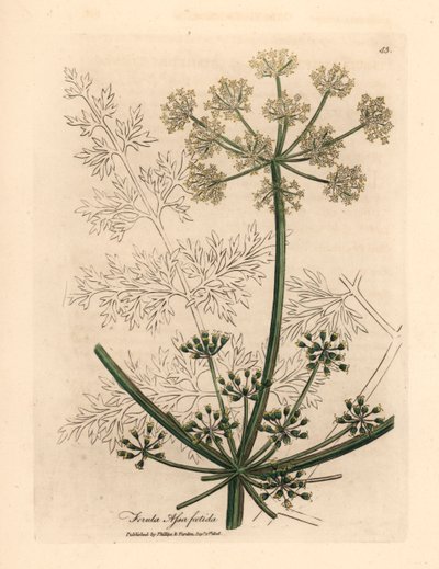 Valkokukkainen jättimäinen fenkoli tai asafetida, Ferula assafoetida, James Sowerbyn kasvitieteellisestä kuvituksesta William Woodvillestä ja Sir William Jackson Hookerin "Medical Botany" 1832 (käsinvärinen kuparikaiverrus) tekijältä James (after) Sowerby