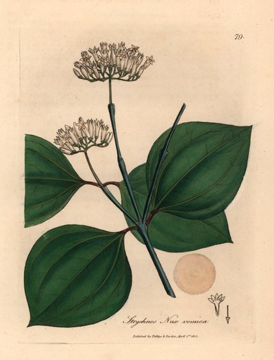 Valkoinen kukkainen myrkkypähkinä, Strychnos nux vomica, James Sowerbyn kasvitieteellisestä kuvituksesta William Woodvillestä ja Sir William Jackson Hookerin "Medical Botany" 1832 (käsinvärinen kuparikaiverrus) tekijältä James (after) Sowerby