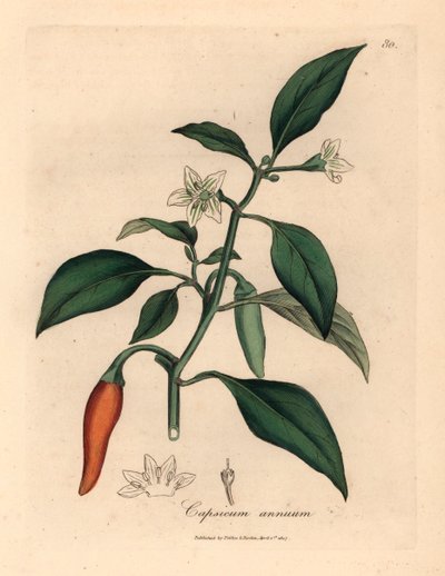 Valkokukkainen, tulipunainen guineapippuri, Capsicum annuum, James Sowerbyn kasvitieteellisestä kuvituksesta William Woodvillesta ja Sir William Jackson Hookerin "Medical Botany" 1832 (käsinvärinen kuparikaiverrus) tekijältä James (after) Sowerby