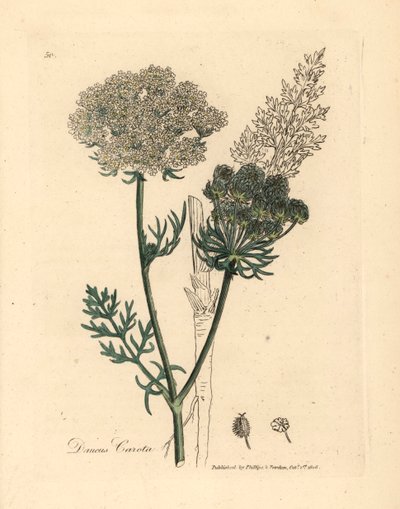 Valkokukkainen villiporkkanakasvi, Daucus carota, James Sowerbyn kasvitieteellisestä kuvituksesta William Woodvillestä ja Sir William Jackson Hookerin "Medical Botany" 1832 (käsinvärinen kuparikaiverrus) tekijältä James (after) Sowerby