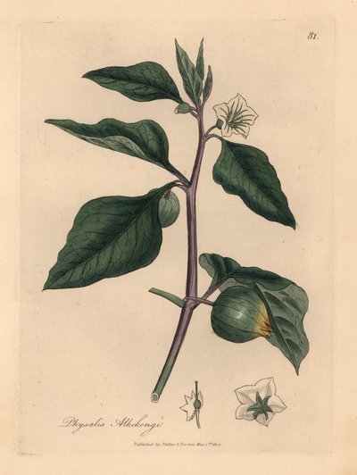 Valkokukkainen talvikirsikka, Physalis alkekengi, James Sowerbyn kasvitieteellisestä kuvituksesta William Woodvillestä ja Sir William Jackson Hookerin "Medical Botany" 1832 (käsinvärinen kuparikaiverrus) tekijältä James (after) Sowerby