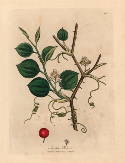 Kiinan smilaxin valkoiset kukat, lonkerot ja punainen marja, James Sowerbyn kasvitieteellisestä kuvituksesta William Woodvillestä ja Sir William Jackson Hookerin "Medical Botany" 1832 (käsinvärinen kuparikaiverrus) tekijältä James (after) Sowerby