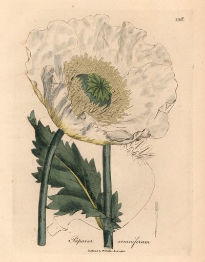 Valkoinen unikko, Papaver somniferum, William Woodvillen James Sowerbyn kasvitieteellisestä kuvituksesta ja Sir William Jackson Hookerin "Medical Botany" 1832 (käsinvärinen kuparikaiverrus) tekijältä James (after) Sowerby