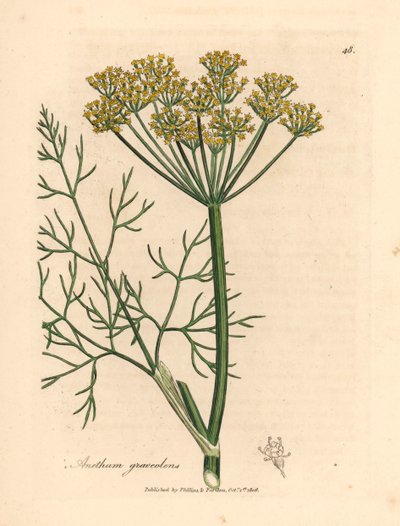 Keltakukkainen tilli, Anethum graveolens, William Woodvillen James Sowerbyn kasvitieteellisestä kuvituksesta ja Sir William Jackson Hookerin "Medical Botany" 1832 (käsinvärinen kuparikaiverrus) tekijältä James (after) Sowerby