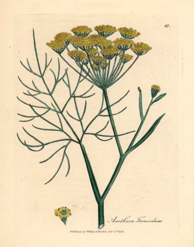 Keltakukkainen fenkoli, Anethum foeniculum, William Woodvillen James Sowerbyn kasvitieteellisestä kuvituksesta ja Sir William Jackson Hookerin "Medical Botany" 1832 (käsinvärinen kuparikaiverrus) tekijältä James (after) Sowerby