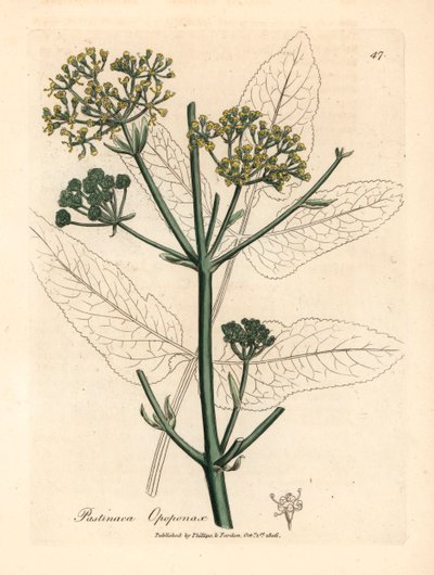 Keltakukkainen opopanax tai karkea parsneksi, Pastinaca opopanax, James Sowerbyn kasvitieteellisestä kuvituksesta William Woodvillestä ja Sir William Jackson Hookerin "Medical Botany" 1832 (käsinvärinen kuparikaiverrus) tekijältä James (after) Sowerby