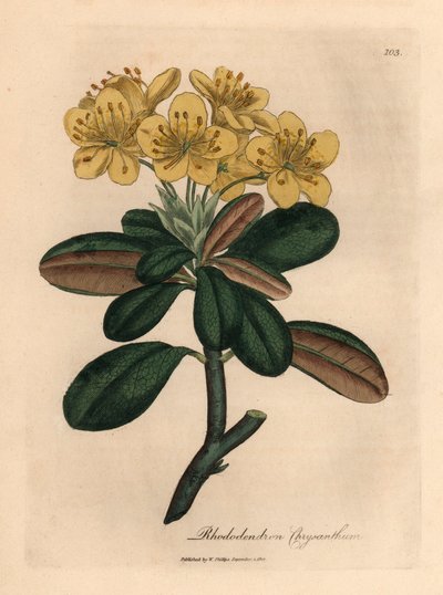 Keltakukkainen rhododendron, Rhododendron chrysanthemum, James Sowerbyn kasvitieteellisestä kuvituksesta William Woodvillestä ja Sir William Jackson Hookerin "Medical Botany" 1832 (käsinvärinen kuparikaiverrus) tekijältä James (after) Sowerby