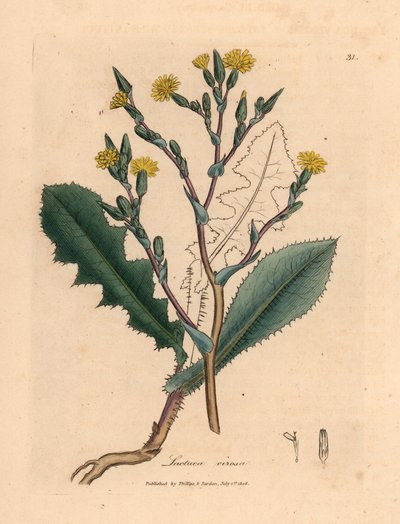 Keltakukkainen villisalaatti, Lactuca virosa, William Woodvillen James Sowerbyn kasvitieteellisestä kuvituksesta ja Sir William Jackson Hookerin "Medical Botany" 1832 (käsinvärinen kuparikaiverrus) tekijältä James (after) Sowerby