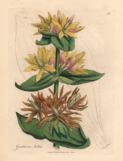 Keltainen gentian, Gentiana lutea, James Sowerbyn kasvitieteellisestä kuvituksesta William Woodvillestä ja Sir William Jackson Hookerin "Medical Botany" 1832 (käsinvärinen kuparikaiverrus) tekijältä James (after) Sowerby