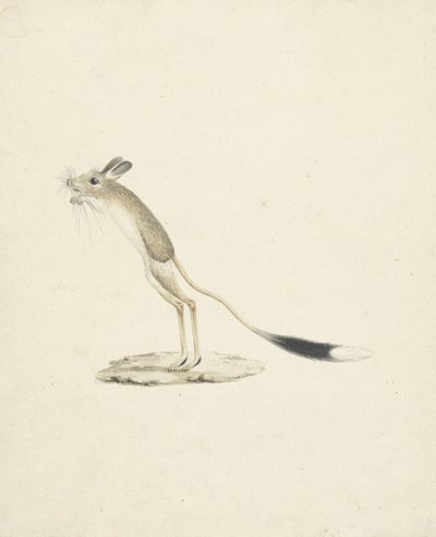 Jerboa nro 4 (wc grafiitin päällä paperilla) tekijältä James 1730 94 Bruce