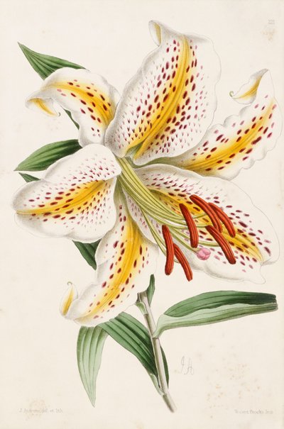 Lily, "The Floral Magazine", 1861-71 tekijältä James Andrews