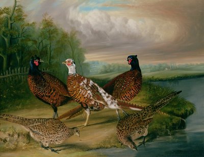 Fasaanit Wensum-joen rannalla, Norfolk (öljy kankaalle) tekijältä James Blazeby