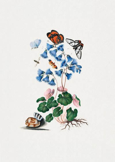 kääpiökevätkukka tekijältä James Bolton