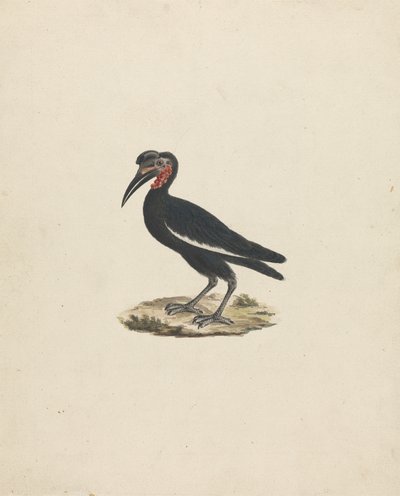 Bocorvus abyssinicus (Abessinian maasarvinokka) tekijältä James Bruce