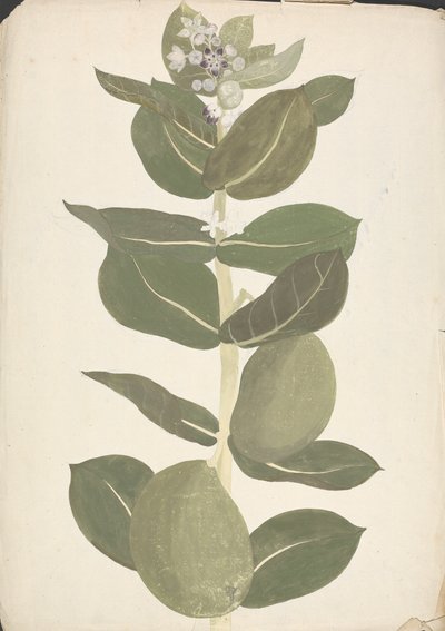 Calotropis procera (Ait.) Ait. f. (Sodomalainen omena, korvapuu): valmis piirros kukkivasta ja hedelmällistä kasvista tekijältä James Bruce