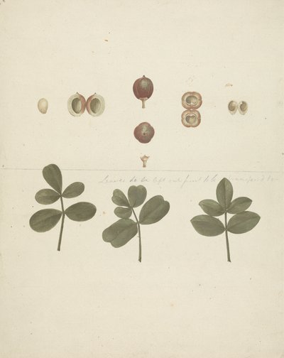 Commiphora gileadensis (L.) C. Chr. (Balm of Gilead, Opobalsam): valmis piirros hedelmistä, leikatuista hedelmistä ja lehdistä tekijältä James Bruce